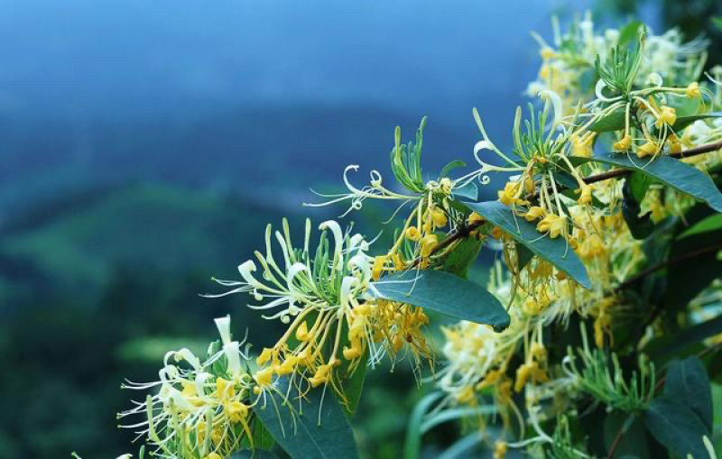 湖南山区野生金银花、一手货