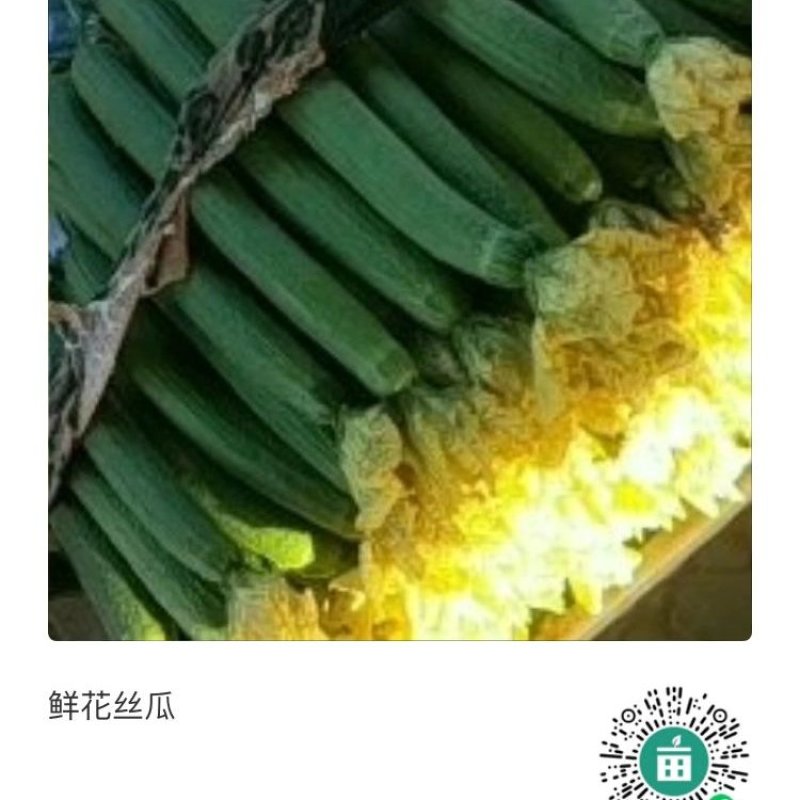 丝瓜