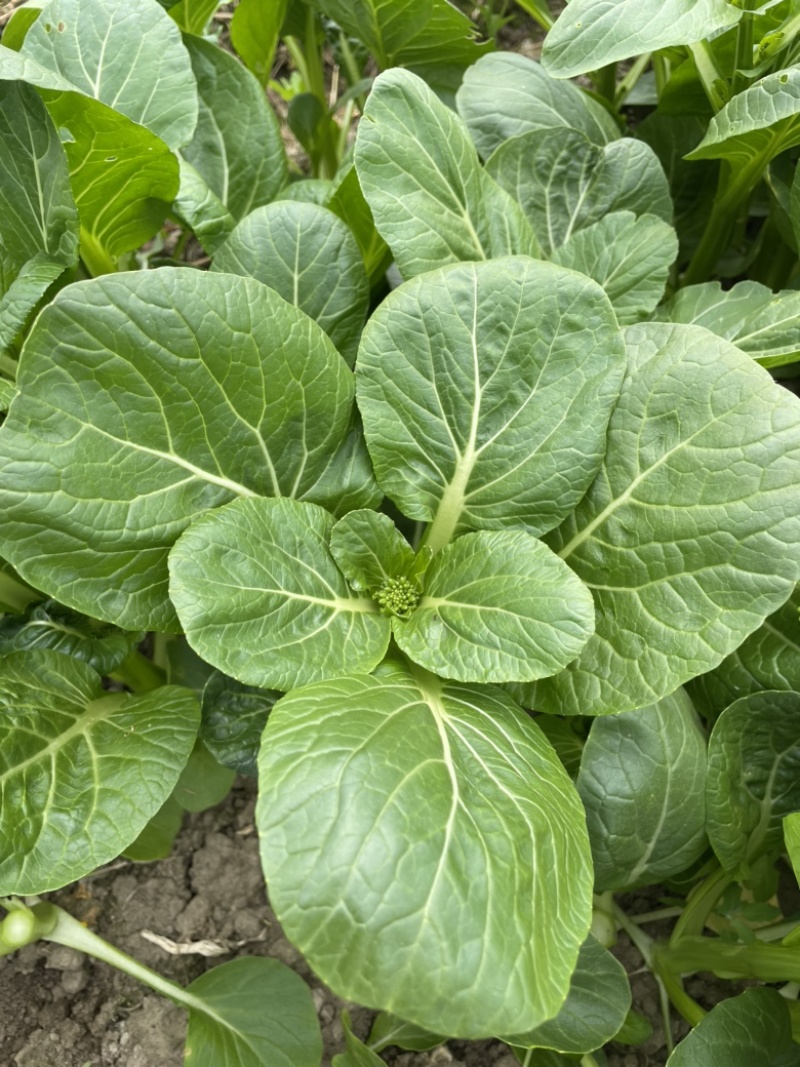 【推】菜心菜苔商超，工厂学校，社区食堂，团购扎把，一手货