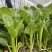 【推】菜心菜苔商超，工厂学校，社区食堂，团购扎把，一手货