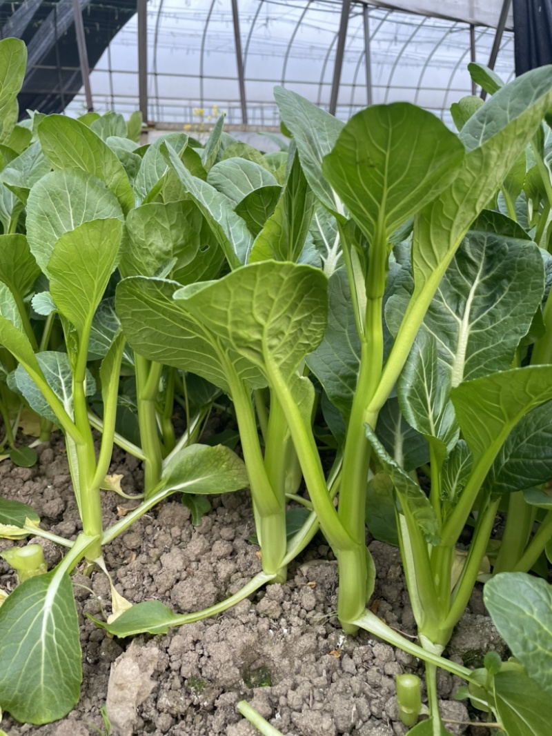 【推】菜心菜苔商超，工厂学校，社区食堂，团购扎把，一手货