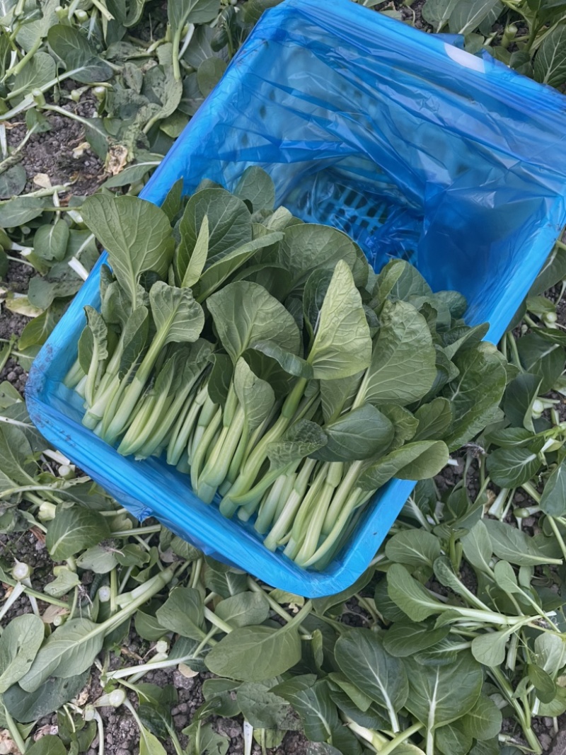 【推】菜心菜苔商超，工厂学校，社区食堂，团购扎把，一手货