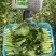 【推】菜心菜苔商超，工厂学校，社区食堂，团购扎把，一手货