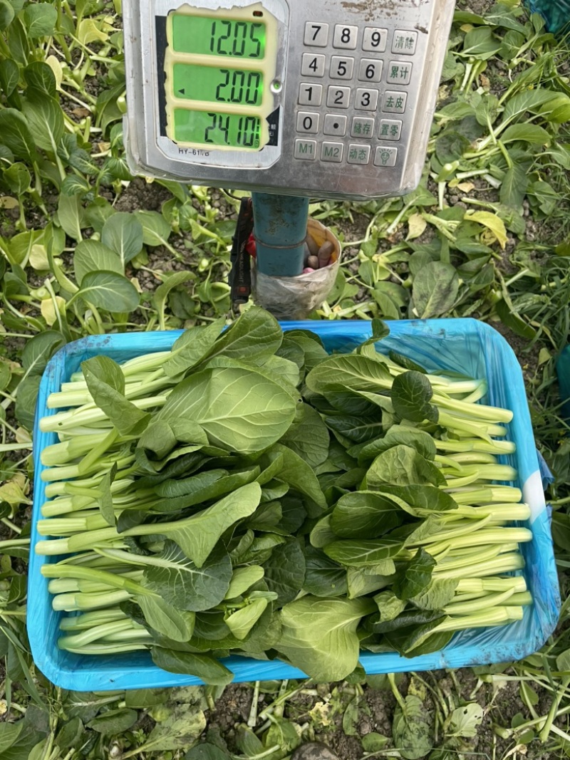 【推】菜心菜苔商超，工厂学校，社区食堂，团购扎把，一手货