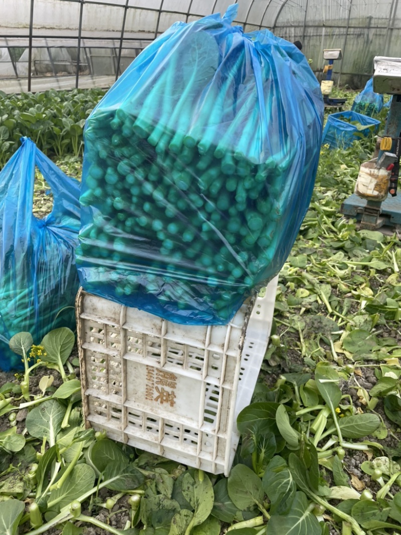 【推】菜心菜苔商超，工厂学校，社区食堂，团购扎把，一手货