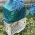 【推】菜心菜苔商超，工厂学校，社区食堂，团购扎把，一手货