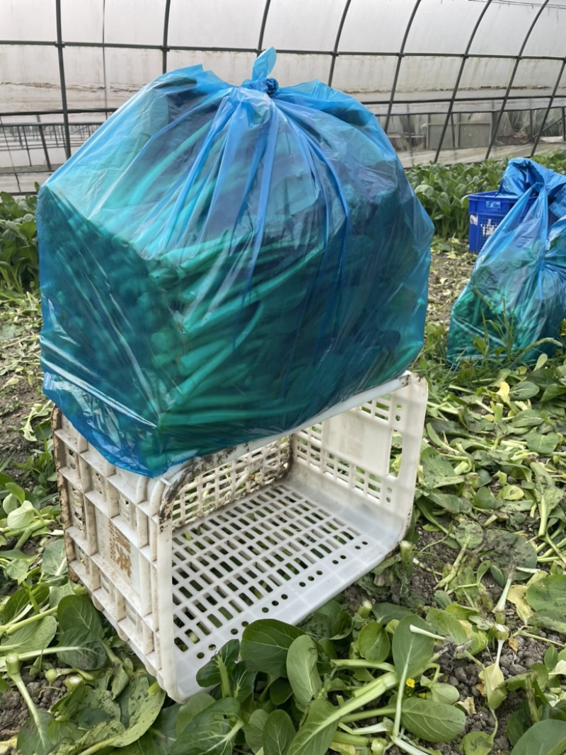 【推】菜心菜苔商超，工厂学校，社区食堂，团购扎把，一手货