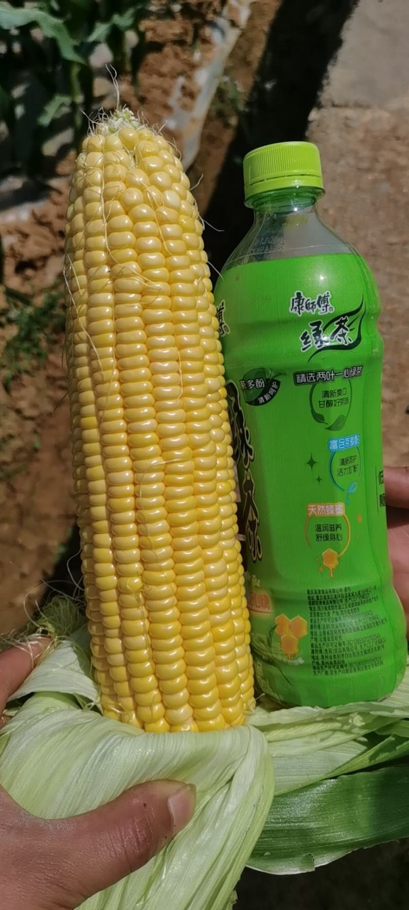 云南精品白糯玉米