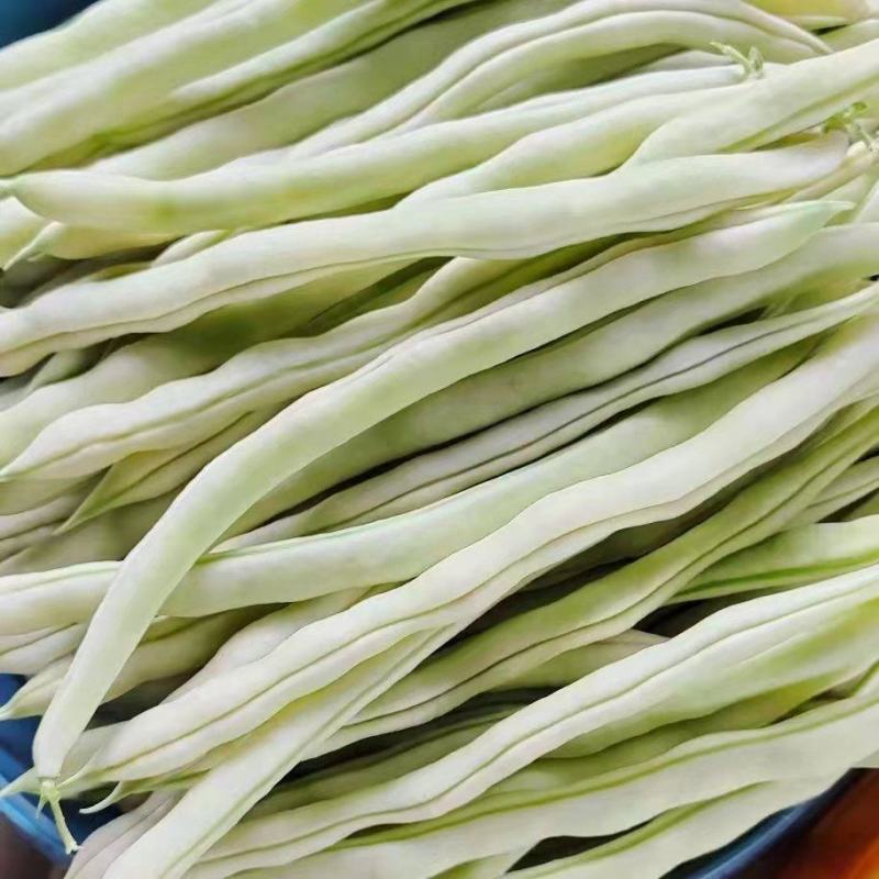 2026紫花豆角（油豆）