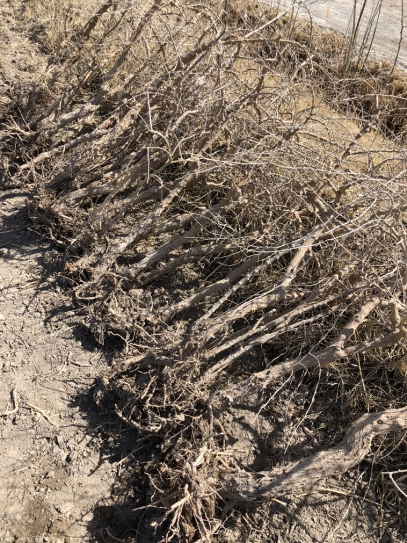 红枸杞盆栽枸杞树成年大树绿化苗木当你结果宁夏枸杞树