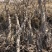 红枸杞盆栽枸杞树成年大树绿化苗木当你结果宁夏枸杞树