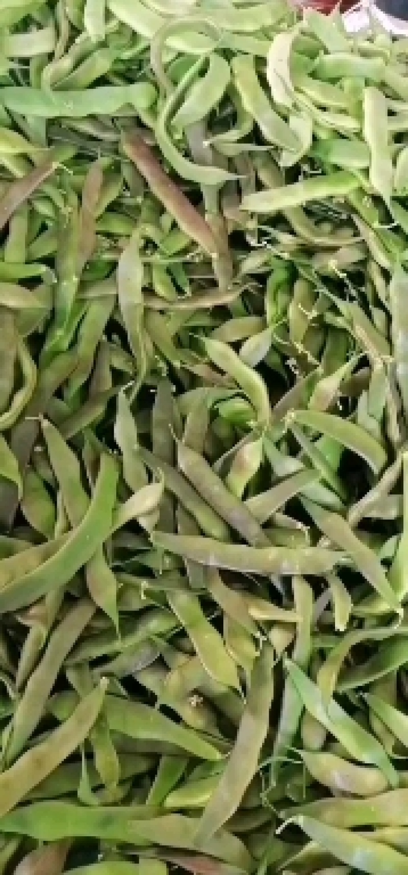 2026紫花豆角（油豆）
