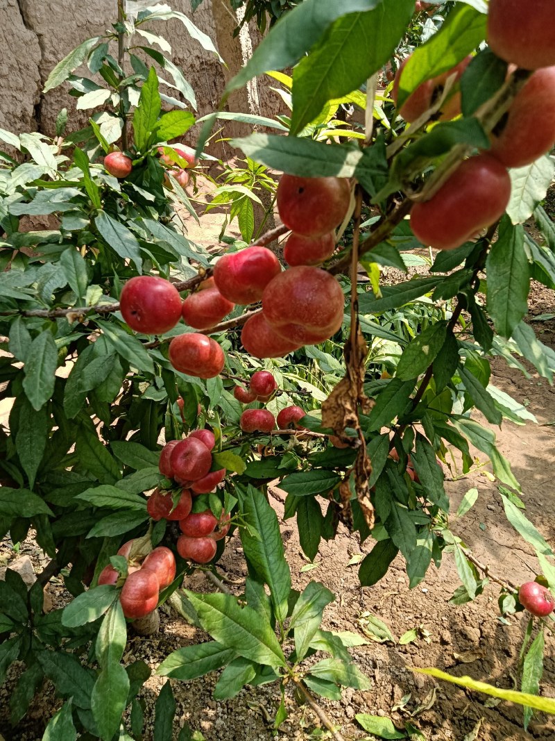 蟠桃大全，三领岗三，中油四，中油十八，岗六黄蟠桃，应有尽