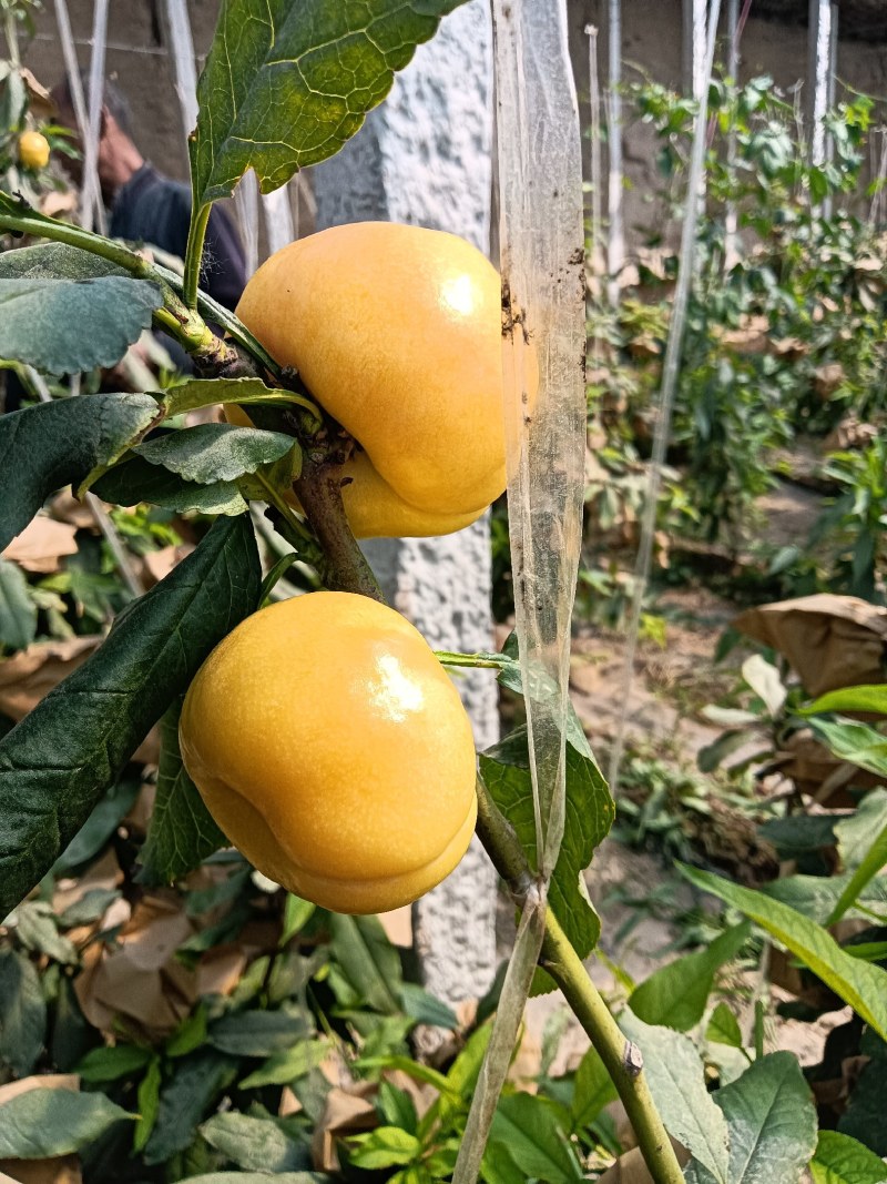 蟠桃大全，三领岗三，中油四，中油十八，岗六黄蟠桃，应有尽