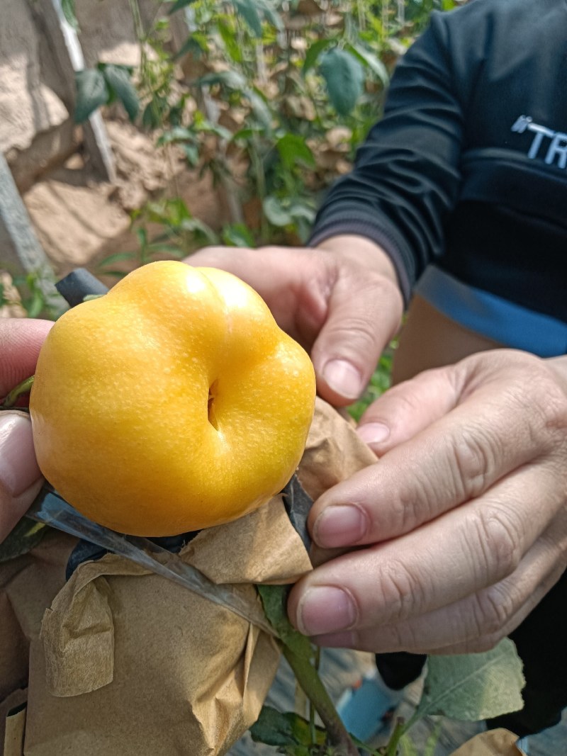 蟠桃大全，三领岗三，中油四，中油十八，岗六黄蟠桃，应有尽