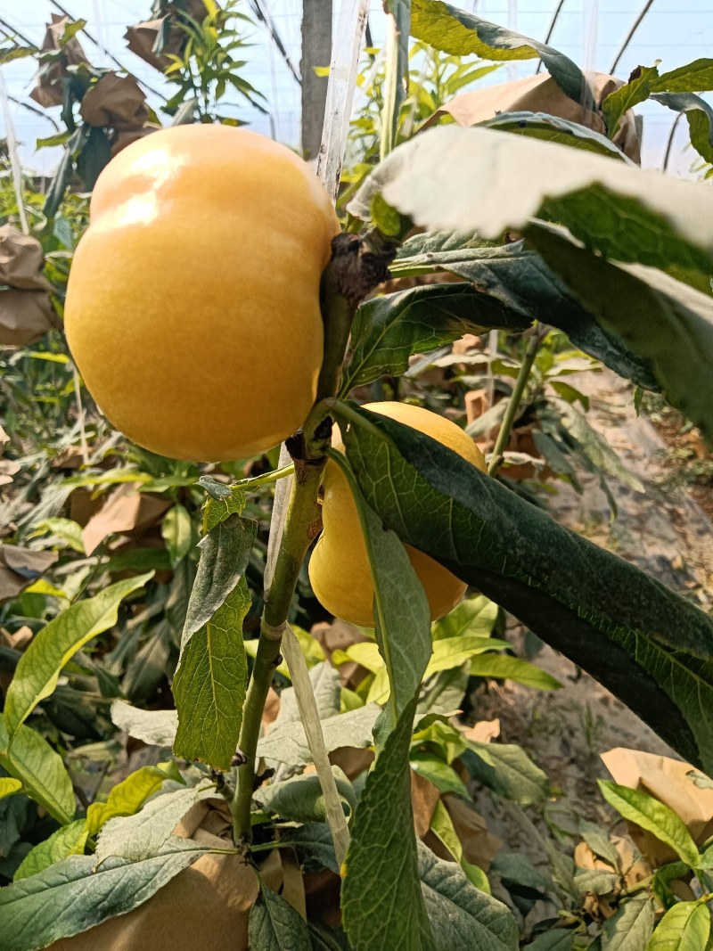 蟠桃大全，三领岗三，中油四，中油十八，岗六黄蟠桃，应有尽