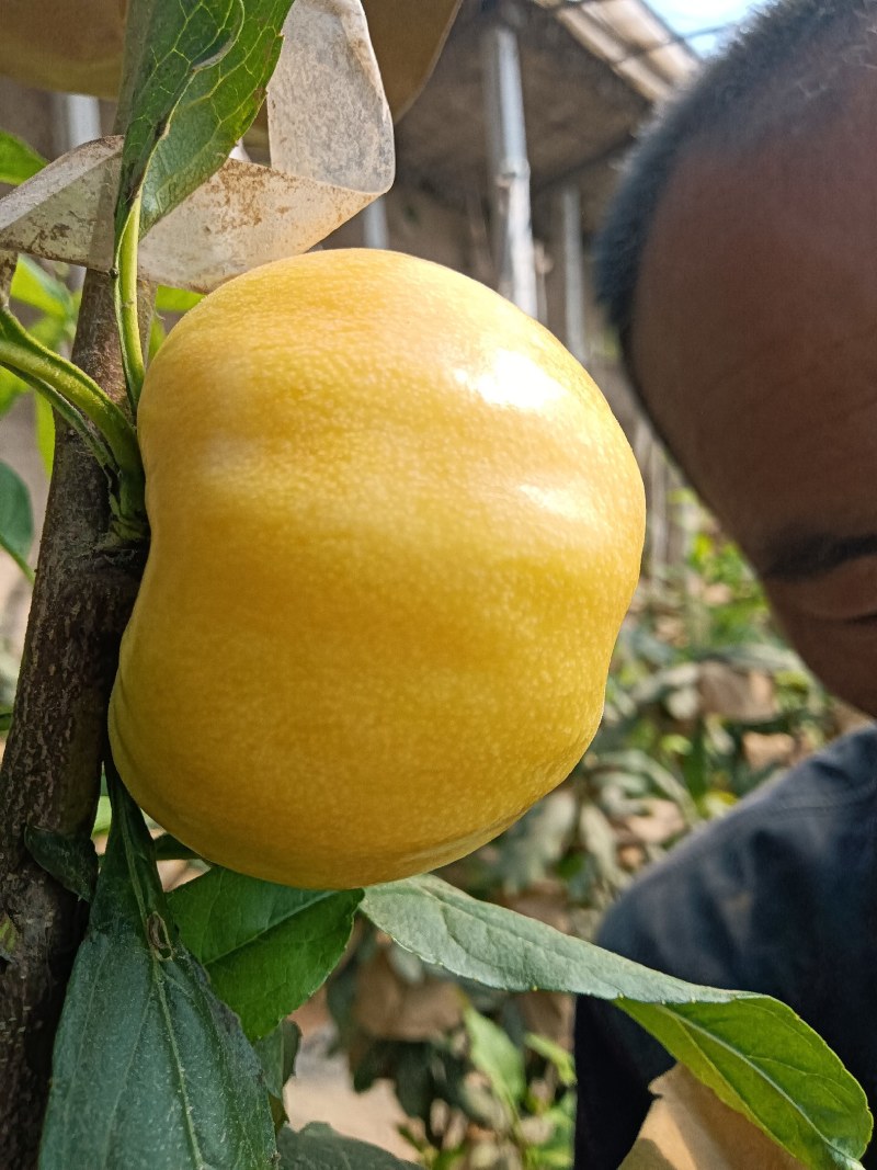 蟠桃大全，三领岗三，中油四，中油十八，岗六黄蟠桃，应有尽