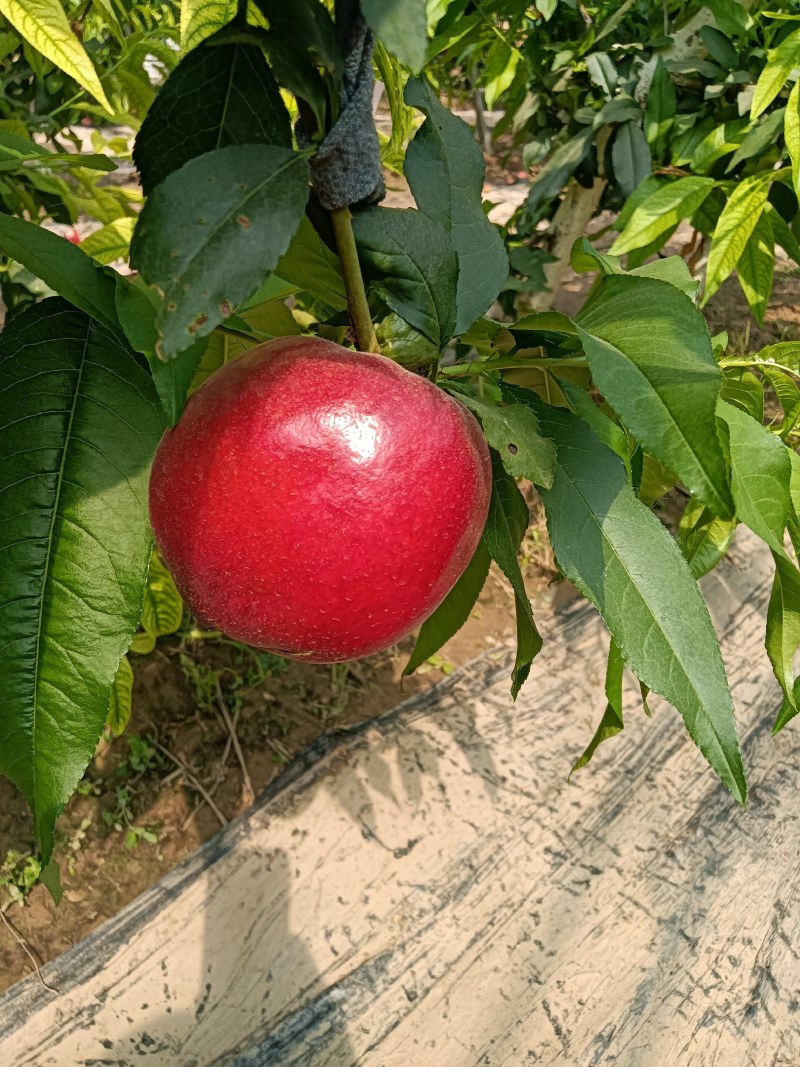 蟠桃大全，三领岗三，中油四，中油十八，岗六黄蟠桃，应有尽