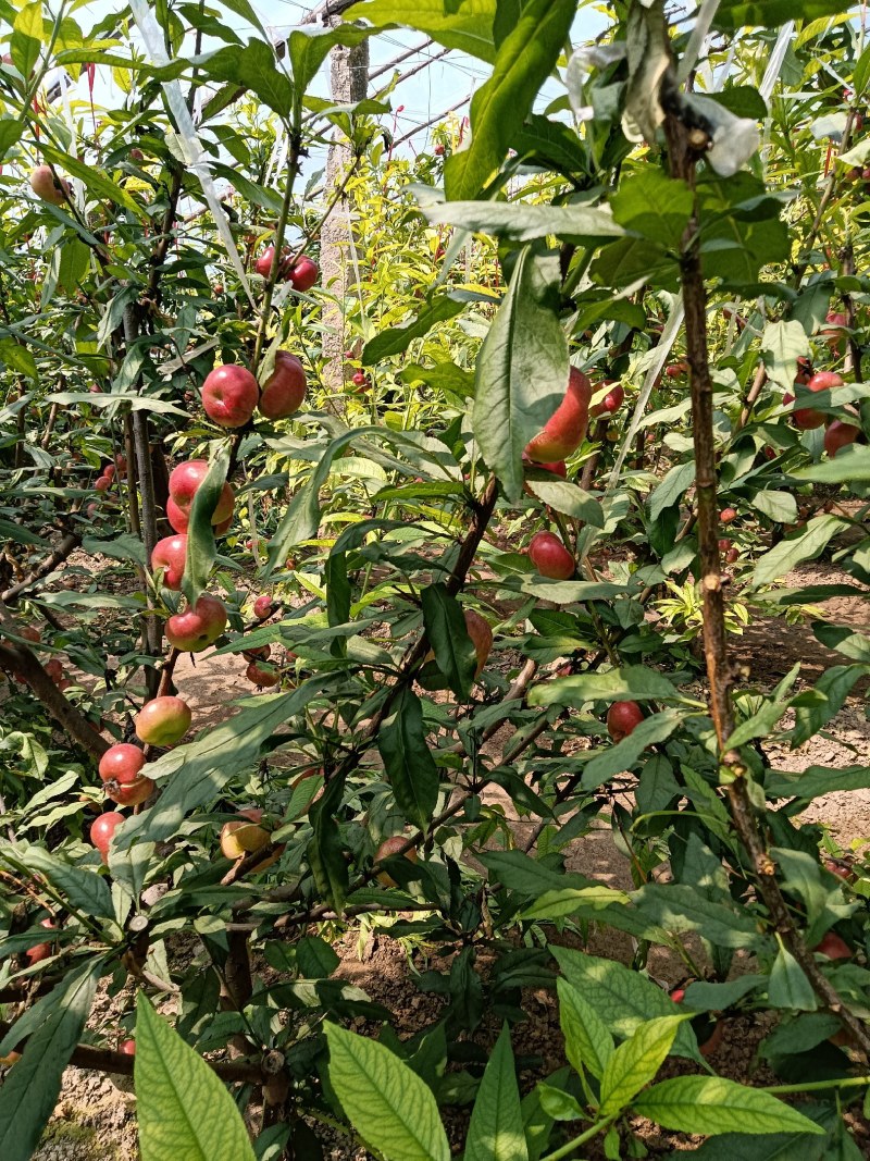 蟠桃大全，三领岗三，中油四，中油十八，岗六黄蟠桃，应有尽