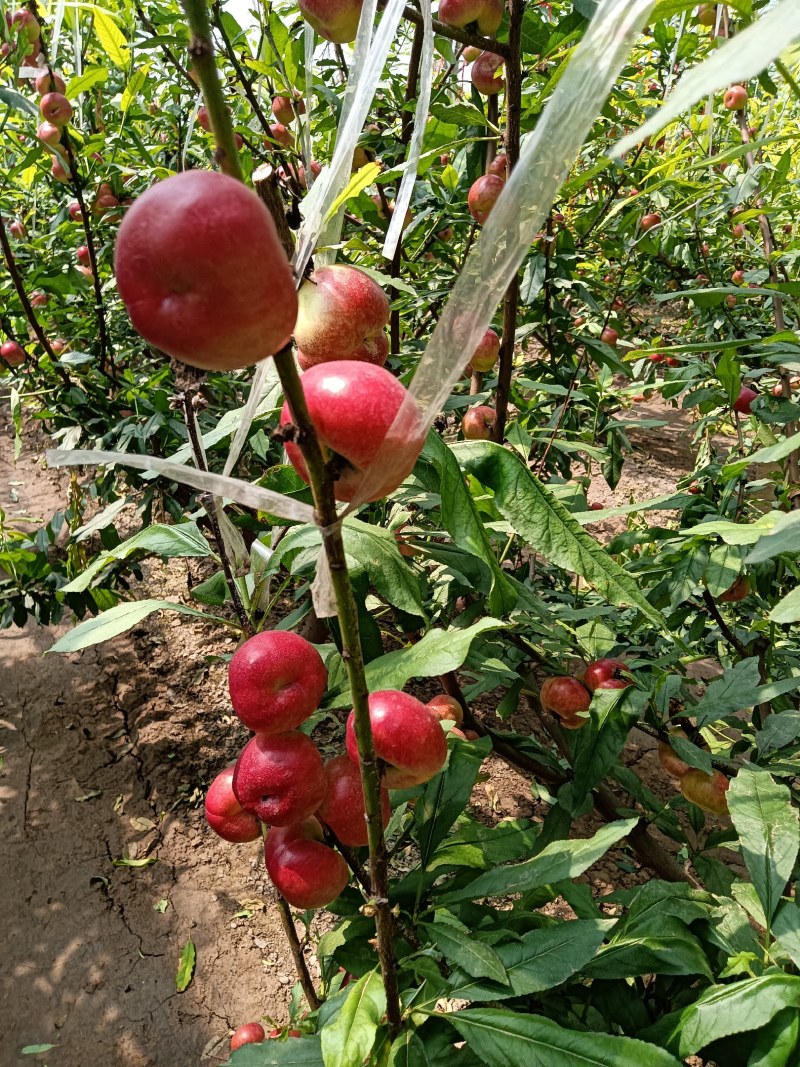 蟠桃大全，三领岗三，中油四，中油十八，岗六黄蟠桃，应有尽