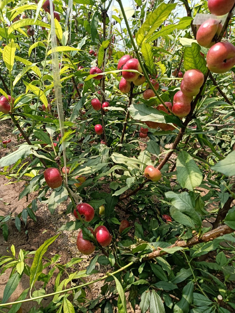 蟠桃大全，三领岗三，中油四，中油十八，岗六黄蟠桃，应有尽