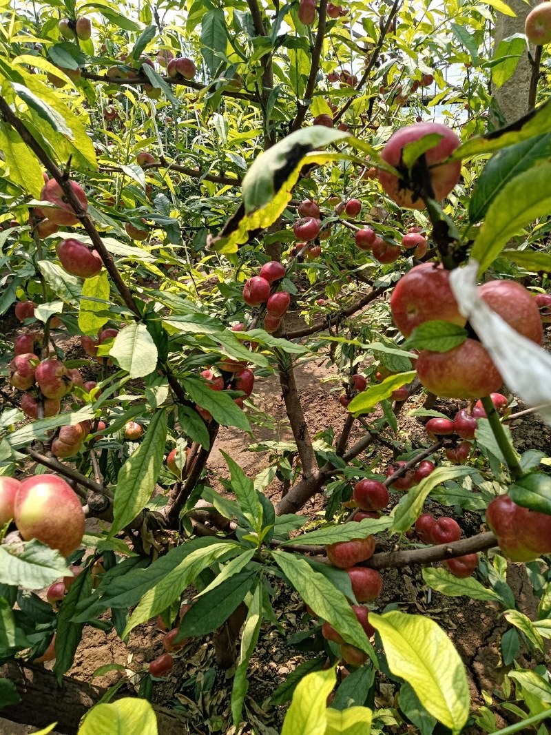 蟠桃大全，三领岗三，中油四，中油十八，岗六黄蟠桃，应有尽
