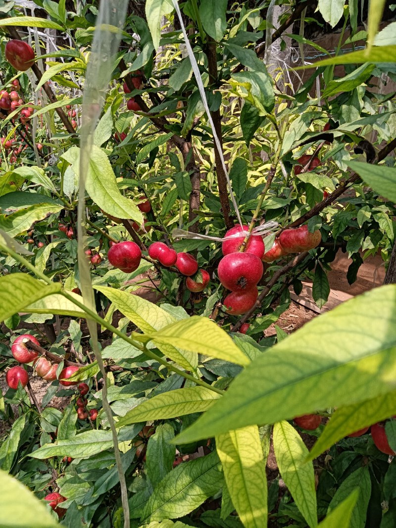 蟠桃大全，三领岗三，中油四，中油十八，岗六黄蟠桃，应有尽