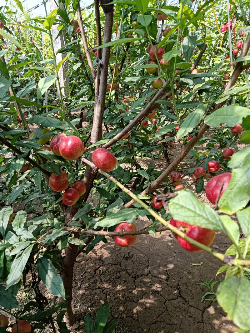 蟠桃大全，三领岗三，中油四，中油十八，岗六黄蟠桃，应有尽