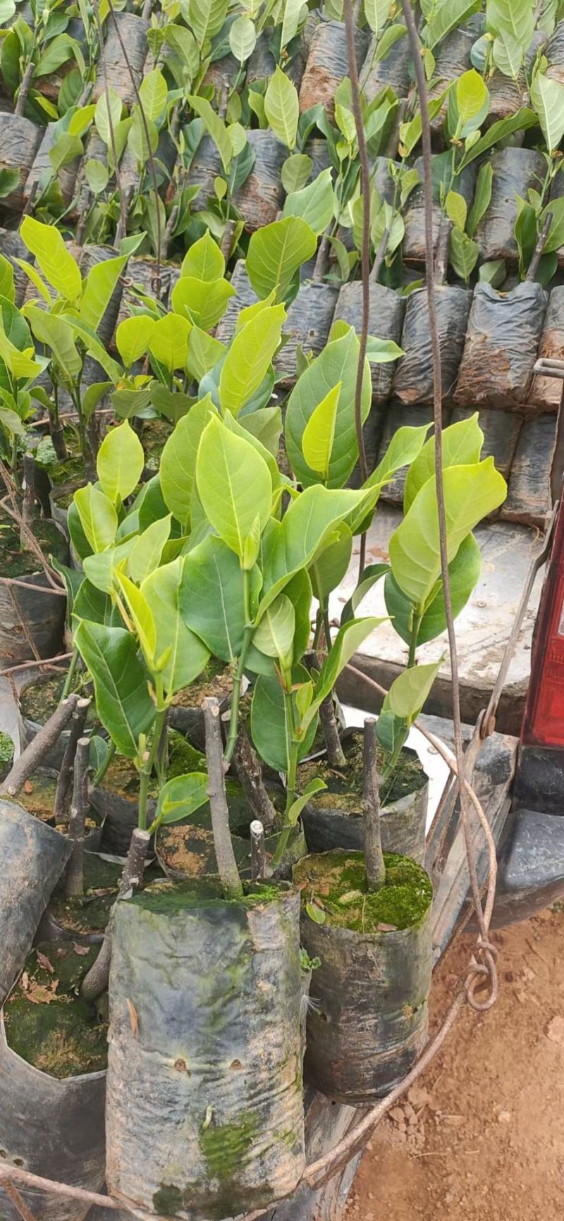 台湾长孟尖榴莲蜜苗高产量耐寒的好品种