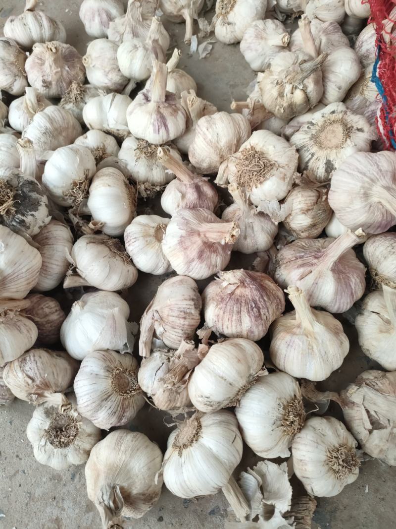 红皮大蒜大量有货质量保障视频看货诚信合作等您来电