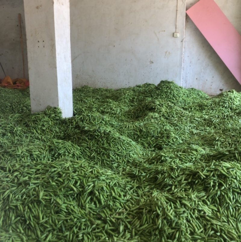 豌豆荚，大量上市
