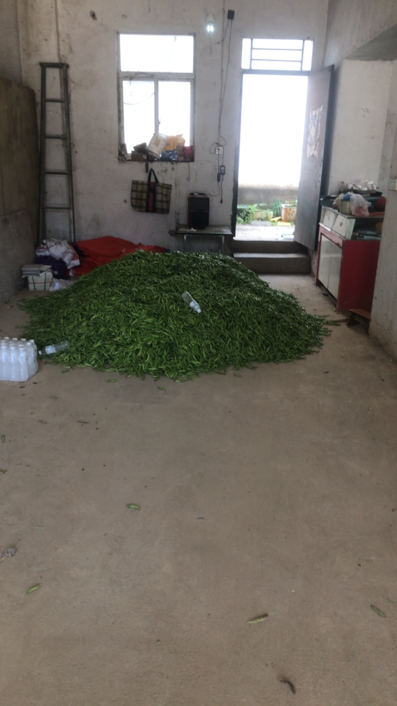 豌豆荚，大量上市