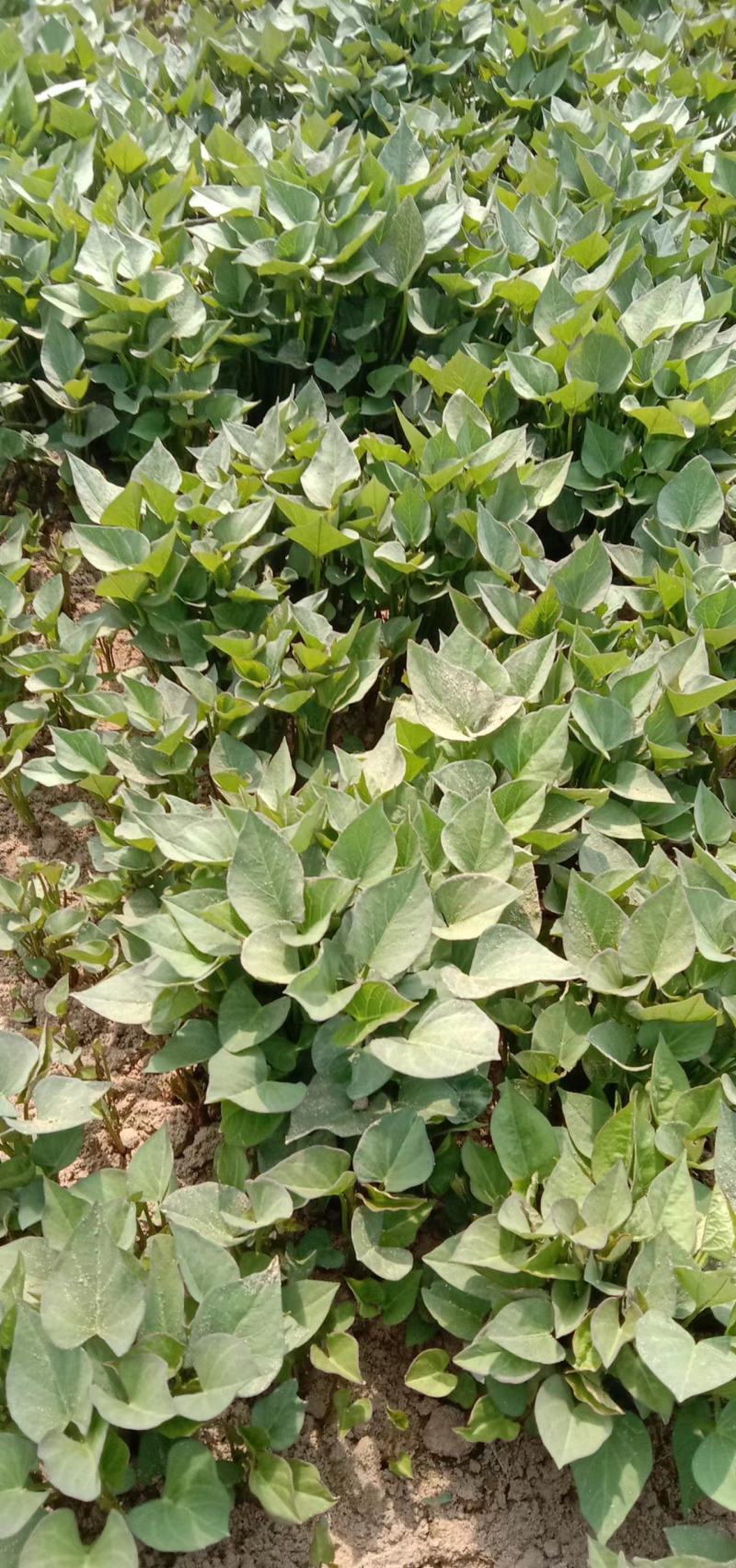 辽宁红薯苗鞍山海城地瓜苗基地直销脱毒西瓜红、早丰、康薯等