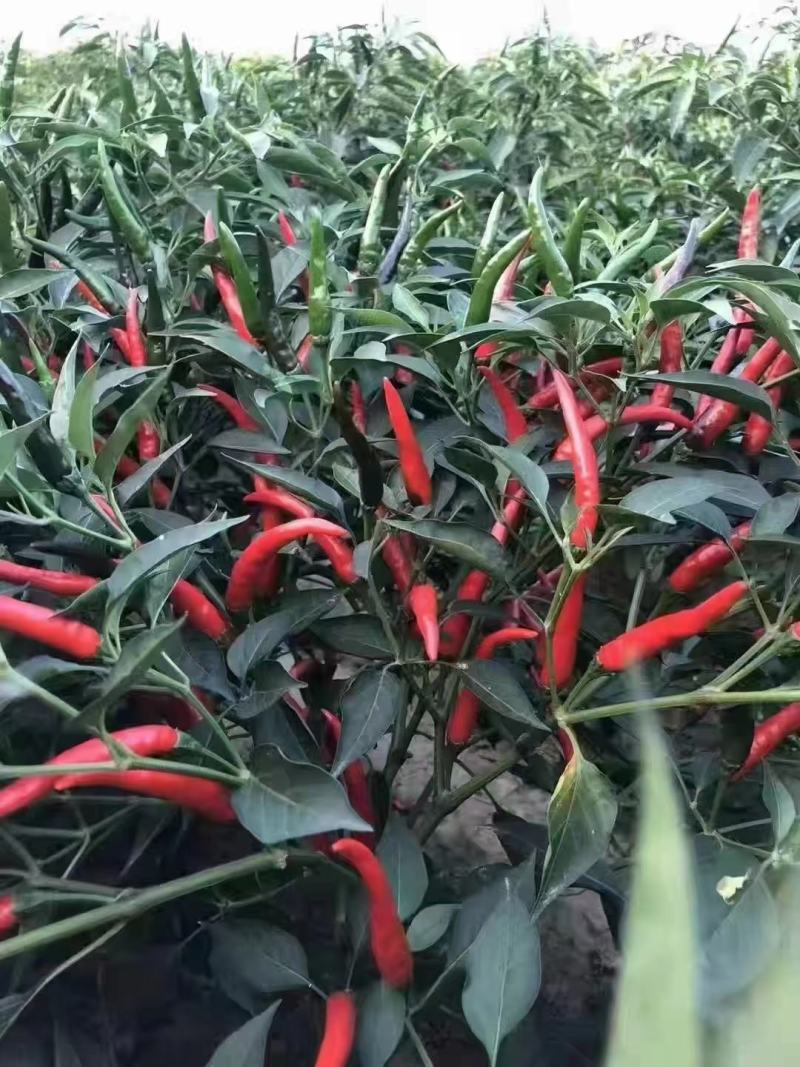 辣椒苗，蒜乡红辣椒苗，朝天椒苗三樱椒苗，螺丝椒苗