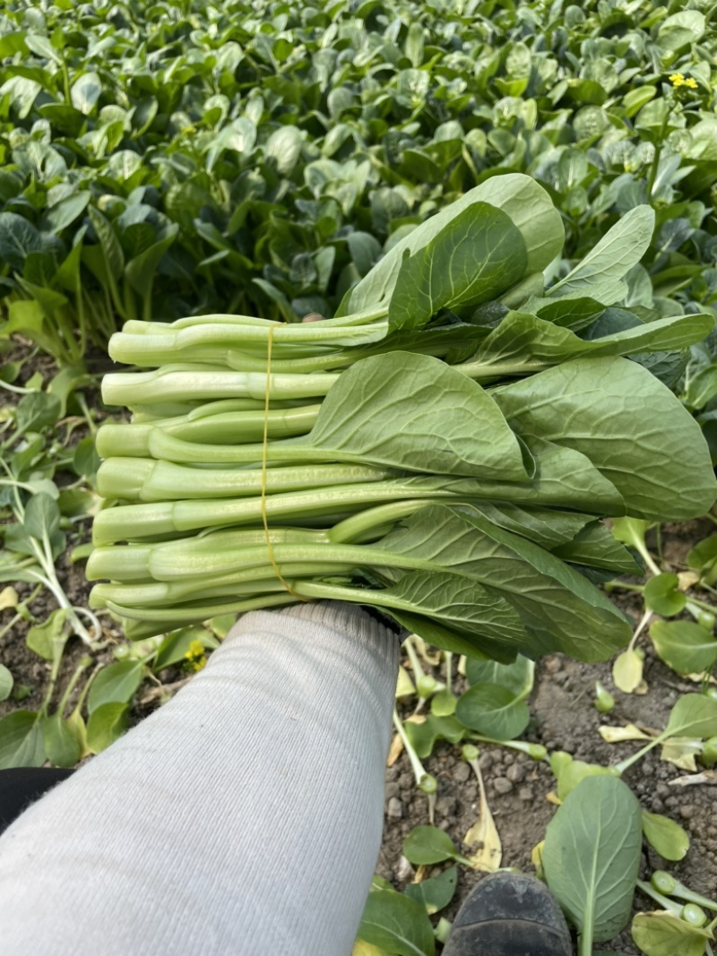 【推】菜心菜苔商超，工厂学校，社区食堂，团购扎把，一手货