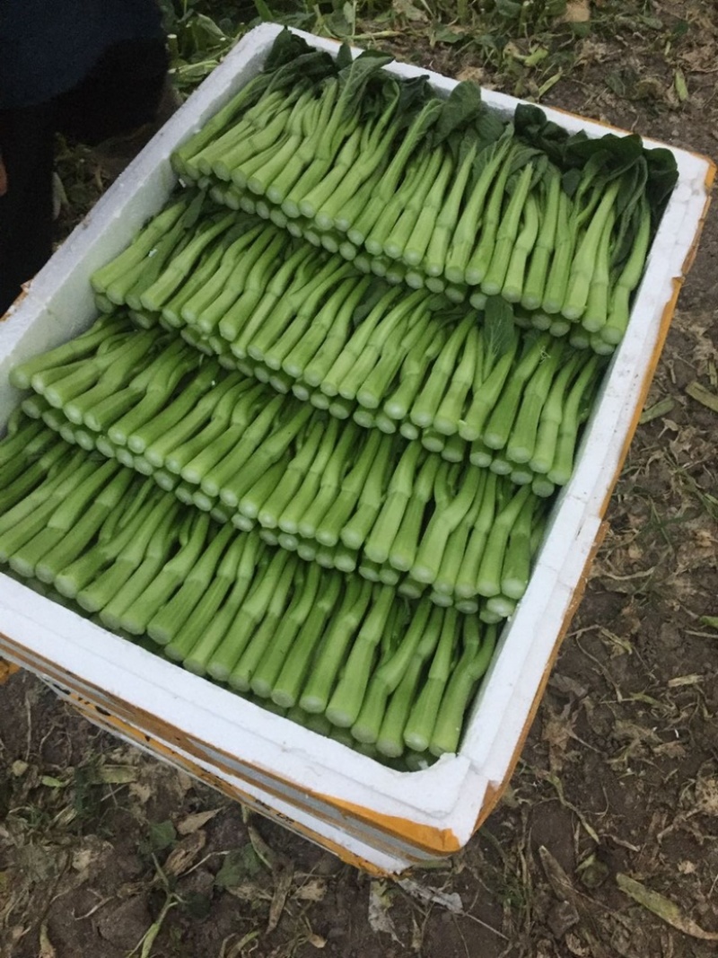 【推】菜心菜苔商超，工厂学校，社区食堂，团购扎把，一手货