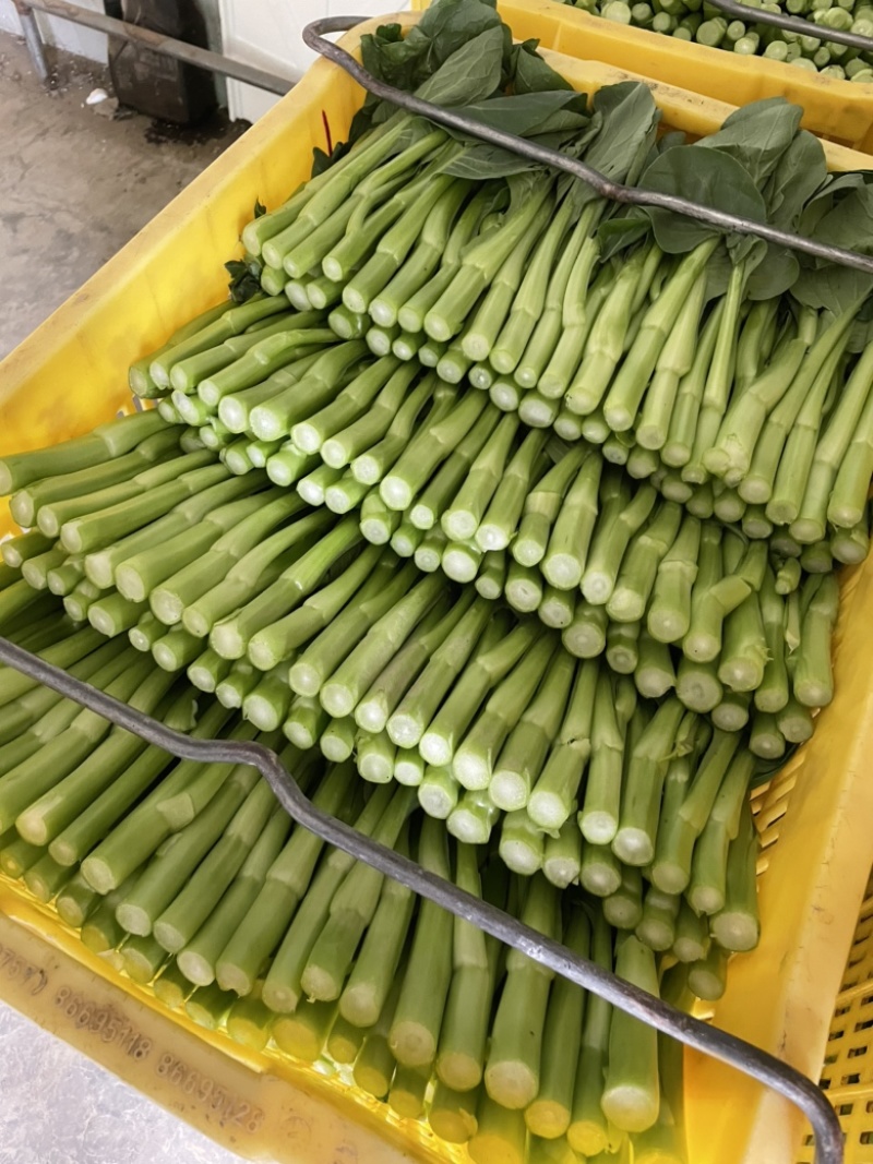 【推】菜心菜苔商超，工厂学校，社区食堂，团购扎把，一手货