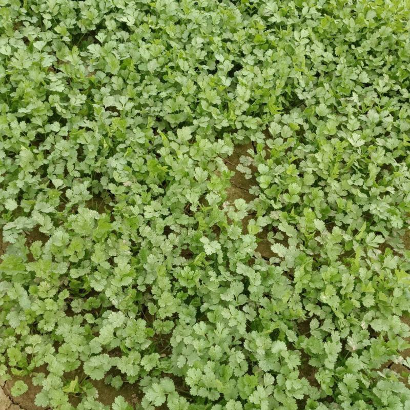 香菜上市