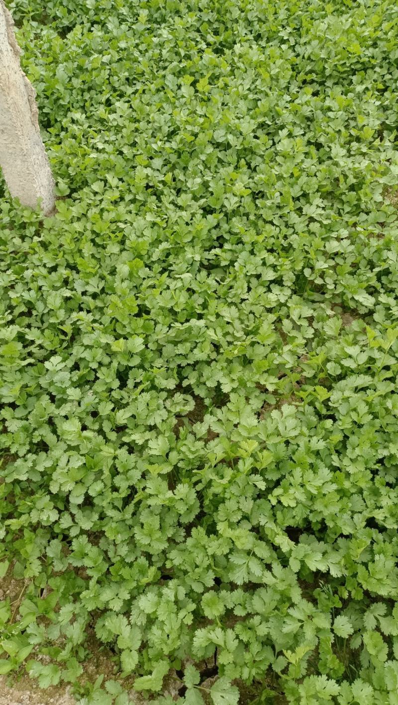 香菜上市