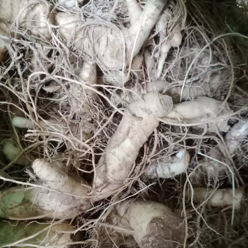 黄精