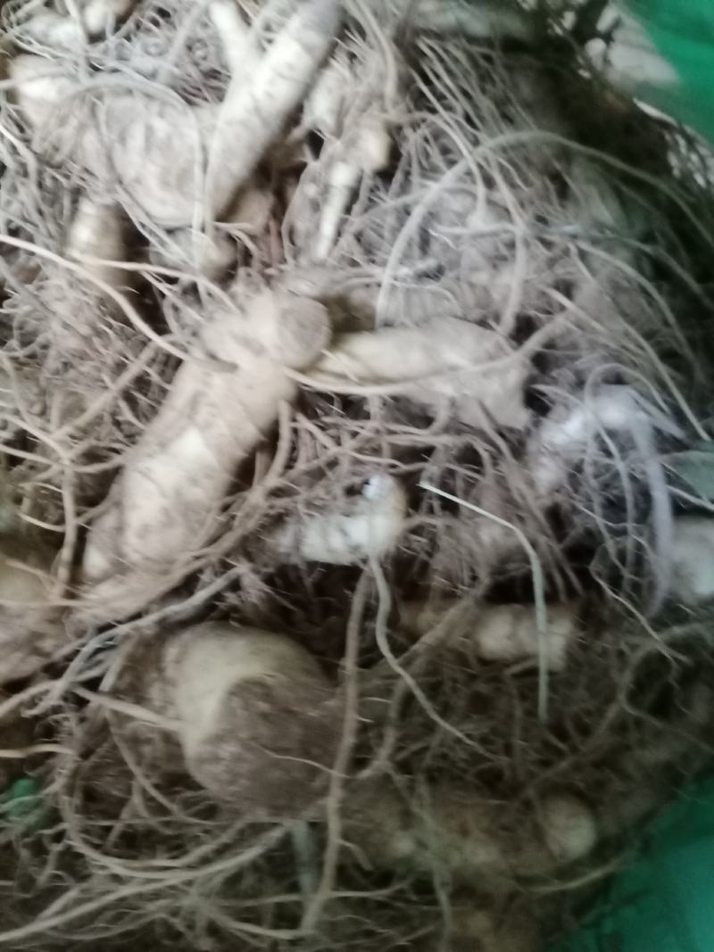 黄精