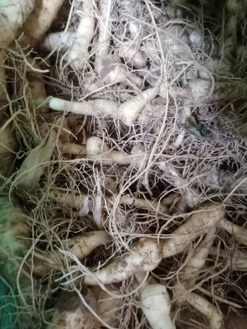 黄精