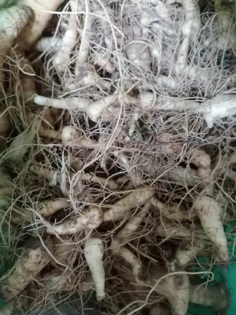 黄精