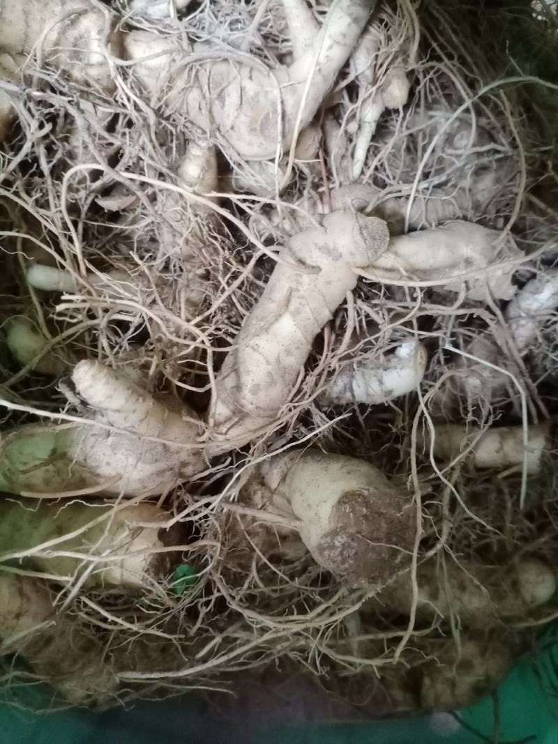 黄精