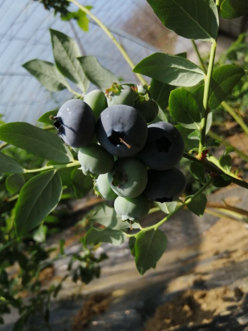 蓝莓大果