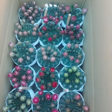 精品仙人球，菲花玉，带花苞，开花，6装-88
