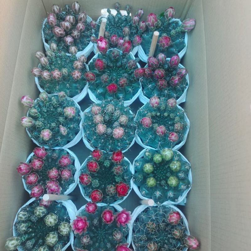 精品仙人球，菲花玉，带花苞，开花，6装-88