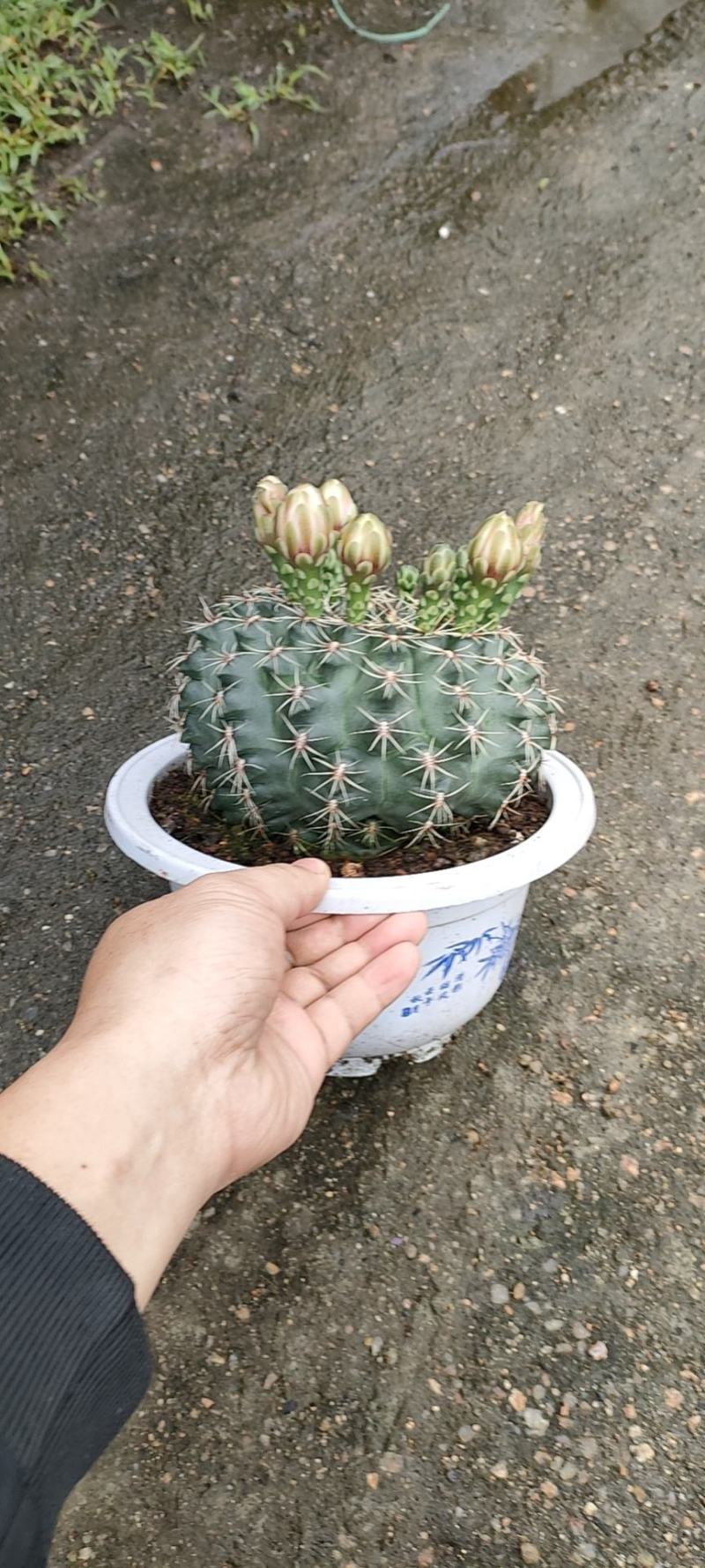 精品仙人球，菲花玉，带花苞，开花，6装-88