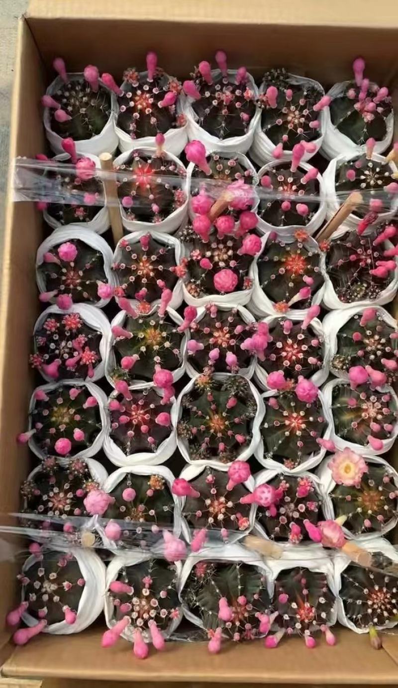 精品仙人球，菲花玉，带花苞，开花，6装-88