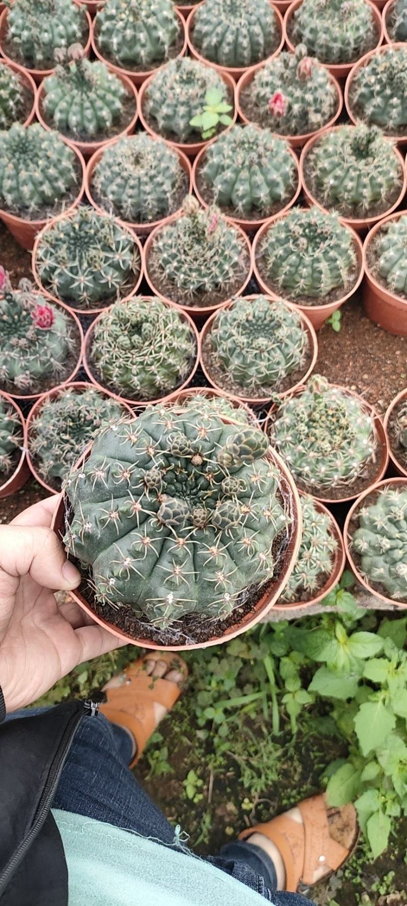 精品仙人球，菲花玉，带花苞，开花，6装-88